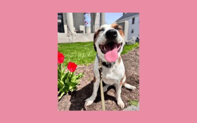 Found on the streets of Plymouth, Miss Charlotte is looking for a new home!