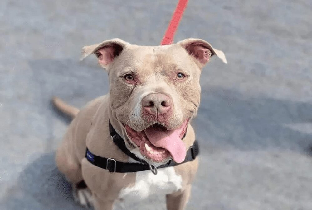 Say hello to Chico, our pet of the week!