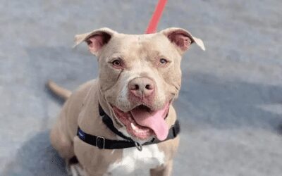 Say hello to Chico, our pet of the week!