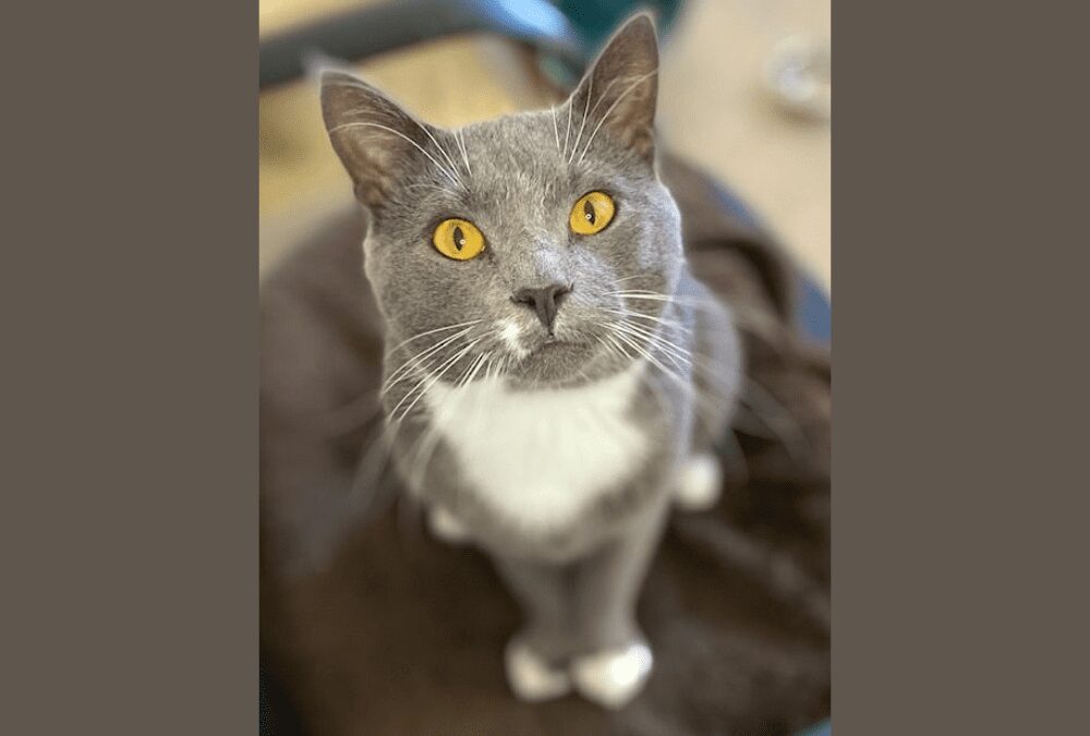 Meet your new best friend: Freckles the cat!