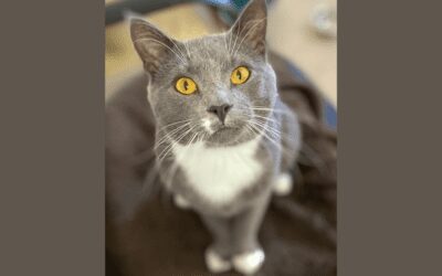 Meet your new best friend: Freckles the cat!