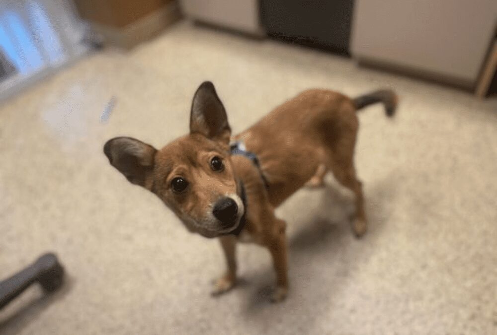 Say hello to Tito the puppy and his adorable ears!