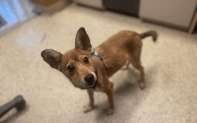Say hello to Tito the puppy and his adorable ears!