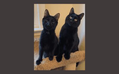 Twice the love to give, meet our feline pets of the week!