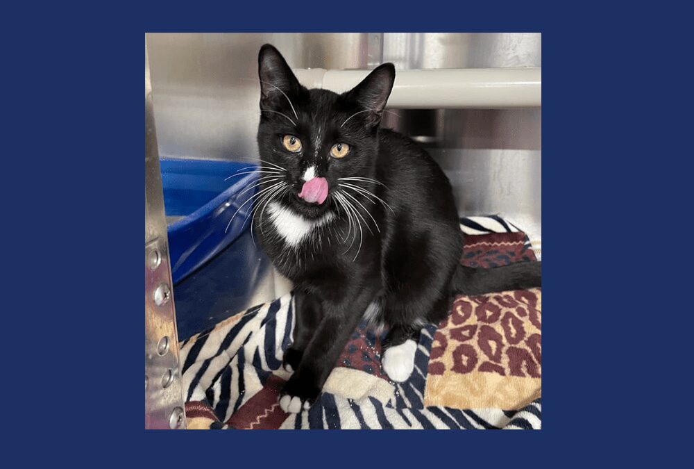 Are you ready to meet your new best friend? It’s Luhi the kitten!