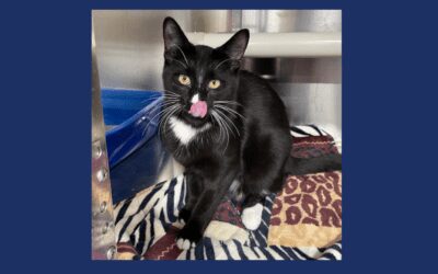 Are you ready to meet your new best friend? It’s Luhi the kitten!