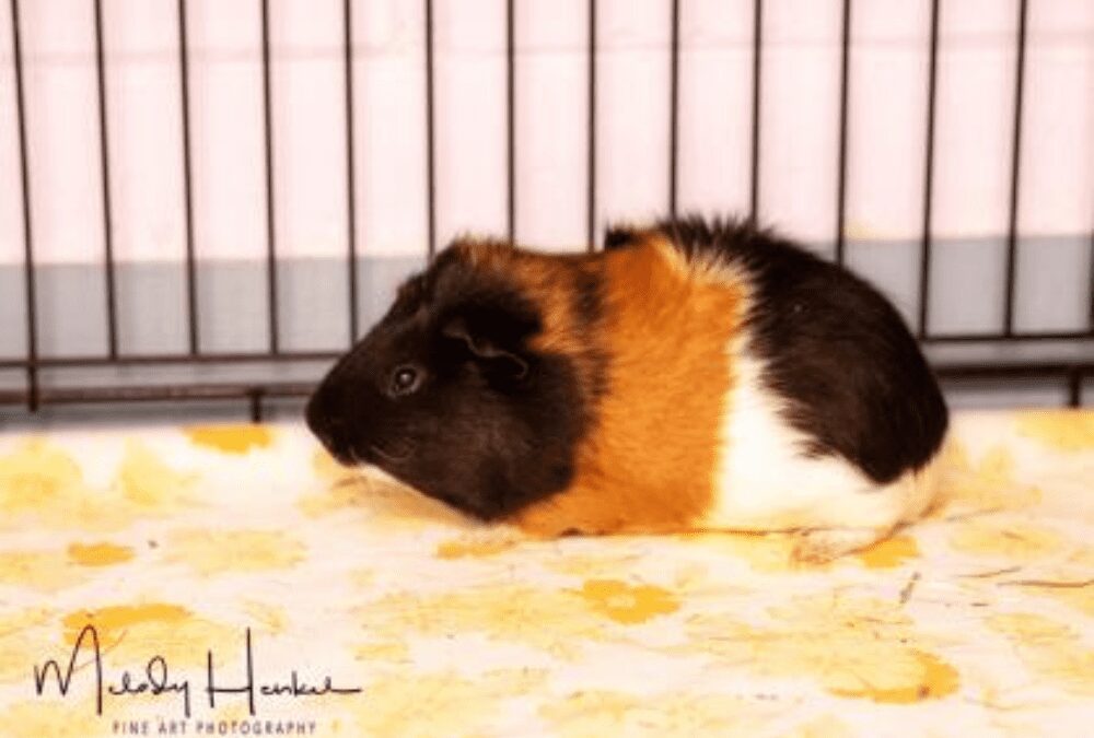 Slick the Guinea Pig has the biggest heart and would love to be your new best friend.