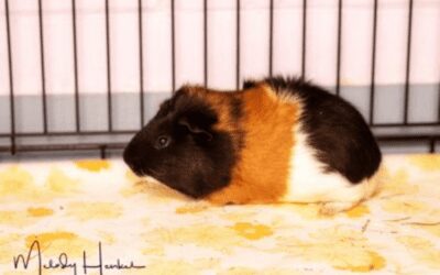 Slick the Guinea Pig has the biggest heart and would love to be your new best friend.