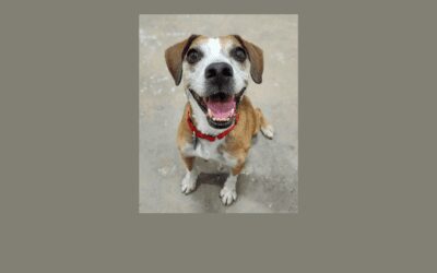 Bring our pet of the week, Eddie, home for the holidays!