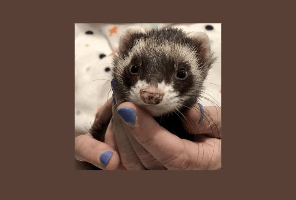 Fiona the ferret needs to find a new home – can you help?
