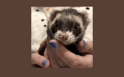 Fiona the ferret needs to find a new home – can you help?