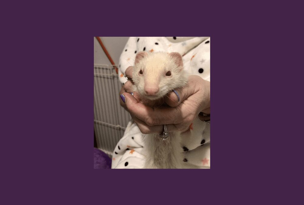 Meet Icicle the ferret! Can you help her find a new home?