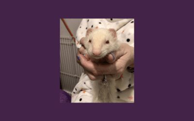Meet Icicle the ferret! Can you help her find a new home?