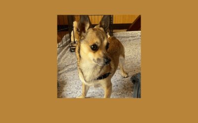 Meet our Pet of the Week, Sid!