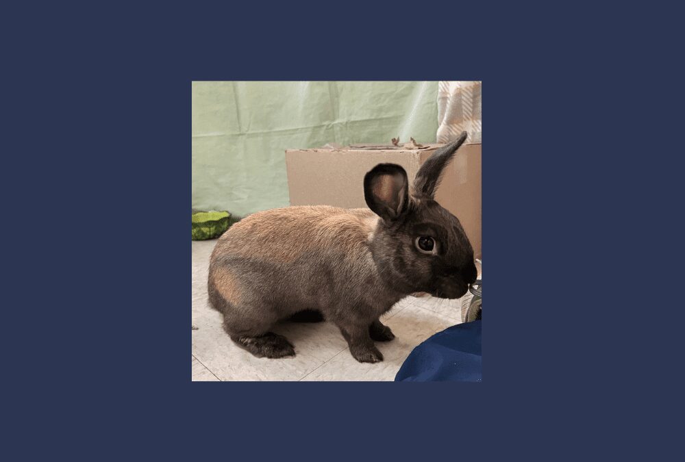 Blue the bunny needs a new home