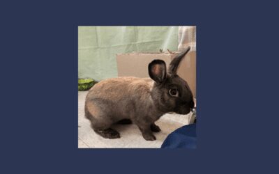 Blue the bunny needs a new home