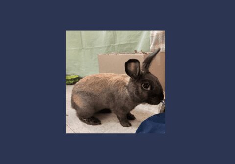 Blue the bunny needs a new home | WATD 95.9 FM