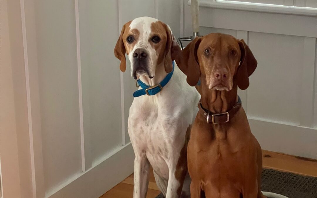 Licenses for Plymouth’s 10,000 Dogs About To Expire