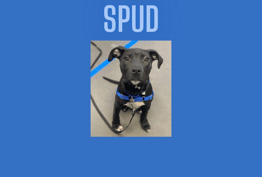 Say hello to Spud, our pet of the week!
