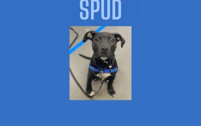 Say hello to Spud, our pet of the week!