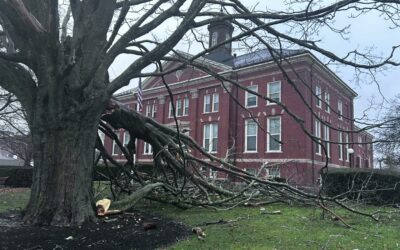 Storm Takes Down Whitman Town Hall Tree