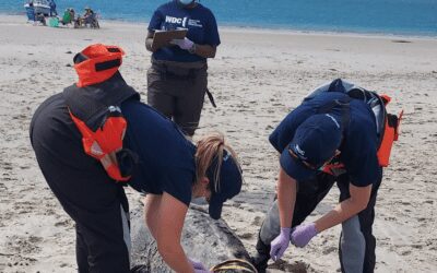 Whale and Dolphin Conservancy Extends Response Network from Plymouth to Weymouth