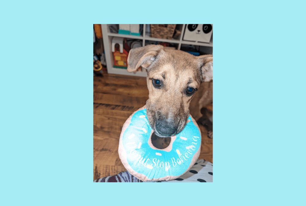 Let’s find Brenda the puppy her forever home!