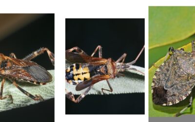 A Conversation On Insect Home Invaders