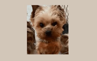 This Yorkie is looking for her forever home!