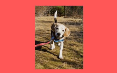 Our senior pet of the week, Daisy, is searching for her forever home