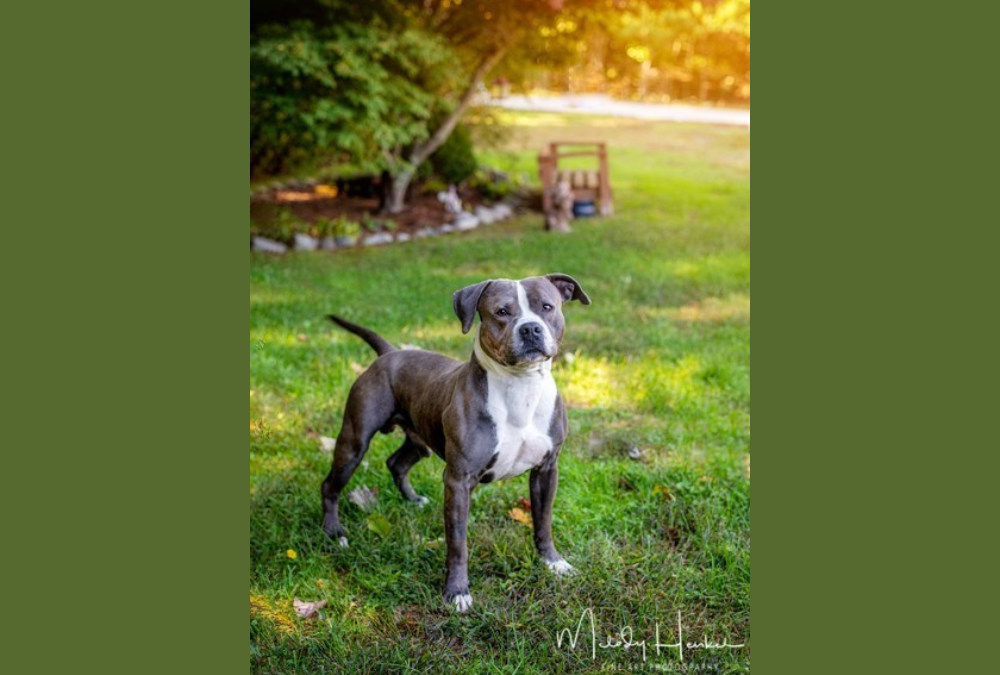 Pet of the Week: Mr. Worldwide, at your service!