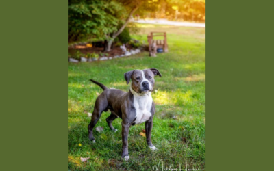 Pet of the Week: Mr. Worldwide, at your service!