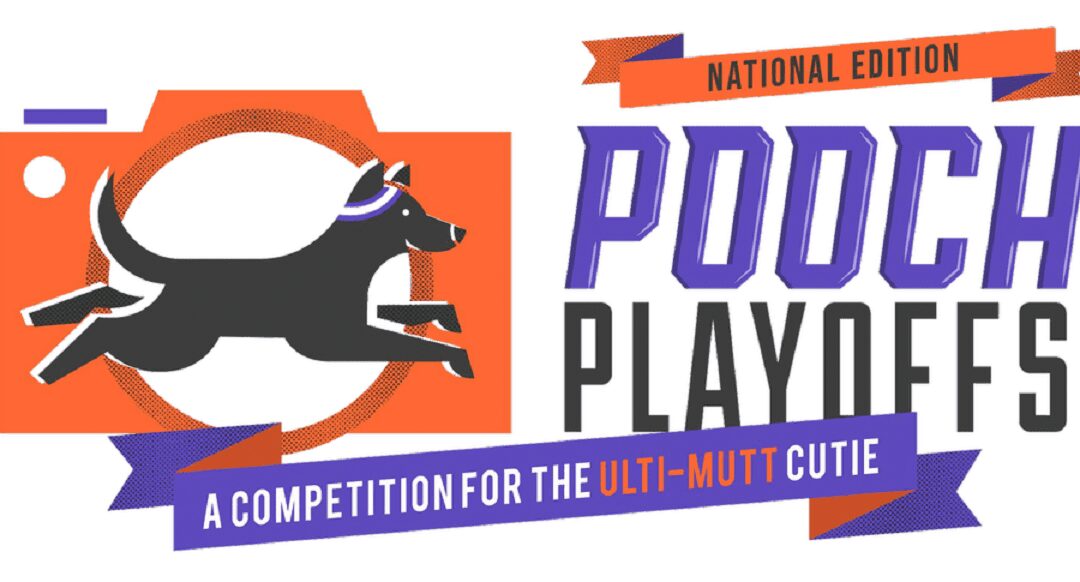 Pooch Playoffs Return To Benefit Scituate Animal Shelter
