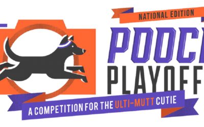 Pooch Playoffs Return To Benefit Scituate Animal Shelter