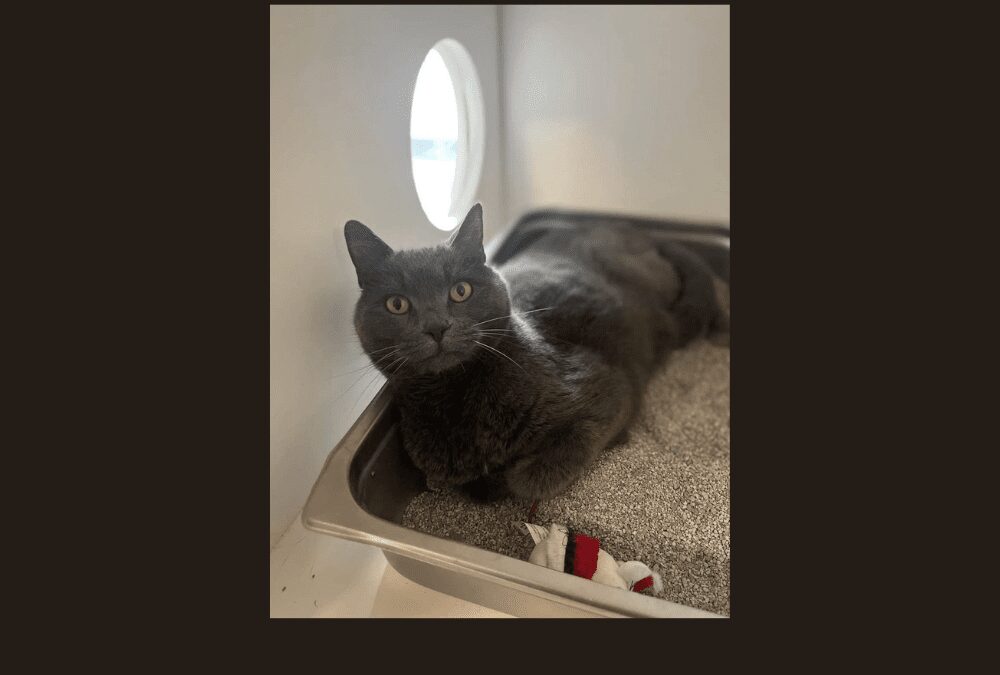 Say hello to Ashes, our pet of the week!