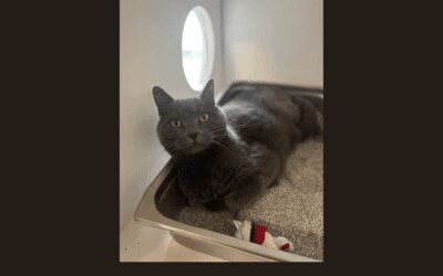 Say hello to Ashes, our pet of the week!