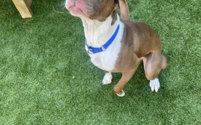 Caesar, our pet of the week, is ready to find his forever home.