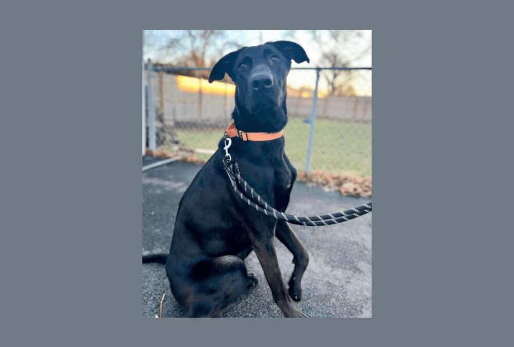 XL pup with XL love to give needs a new home!