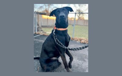 XL pup with XL love to give needs a new home!