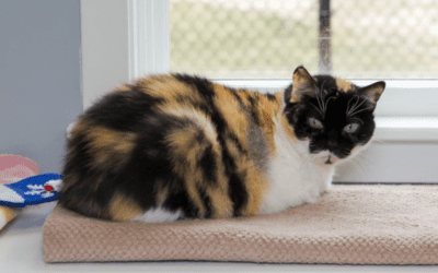 Add some spice to your life – adopt Allspice, our pet of the week!