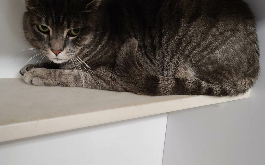 Meet our pet of the week, Bruce!