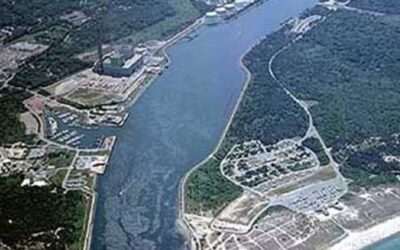 Right Whales Cause Closure Of Cape Cod Canal