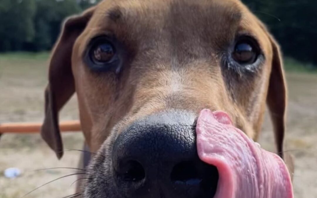 Pet of the Week pup Larry needs your help!