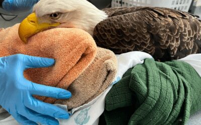 A Wildlife Update With The New England Wildlife Center