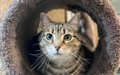 Miss Tori is still waiting for her forever home