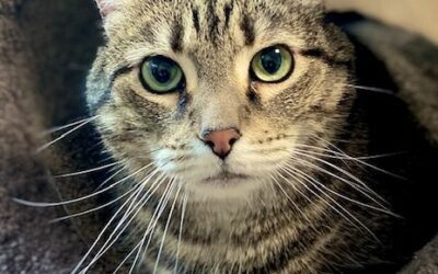 Miss Tori, the cat who loves head rubs, is ready for her forever home