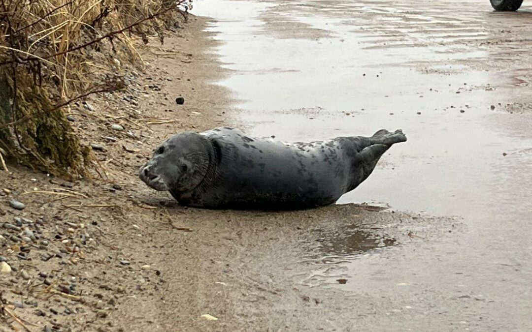 Seal Crosses Road on Gurnet Point