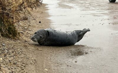 Seal Crosses Road on Gurnet Point