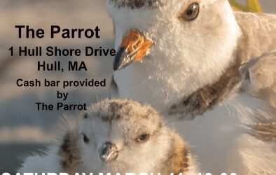 Meet Peter the Piping Plover, Two Events Highlight Our Summer VIP’s