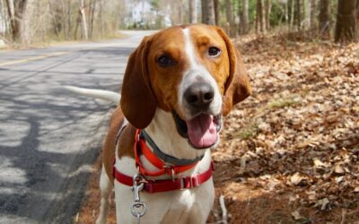 Meet Baxter, a young hound dog ready to play!